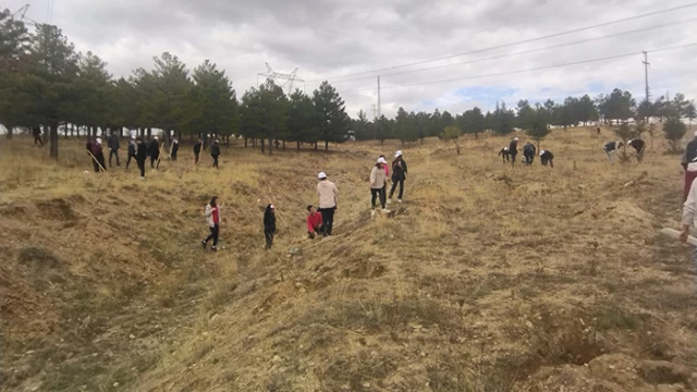 Büyükşehir, Bünyan'da Öğrencilerle 1000 Adet Ağaç Dikti