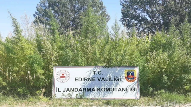 Edirne’de 159 bin kök kenevir ele geçirildi