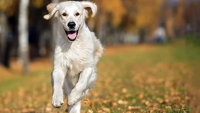 Köpeklerin Beden Dili