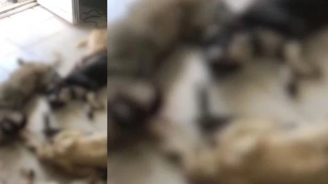Canice katledilen köpeklerin görüntüsü sosyal medyada gündem oldu