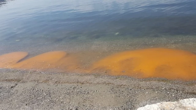 Prof. Dr. Mustafa Sarı paylaştı... Marmara’da alg çoğalması!