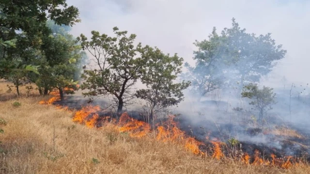 Manisa’da ormanlık alanı tehdit eden yangın
