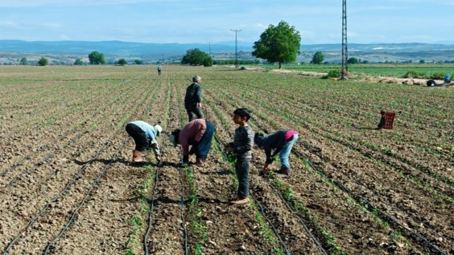 Tarım işçisi çocuklar için acil çözümler üretilmeli